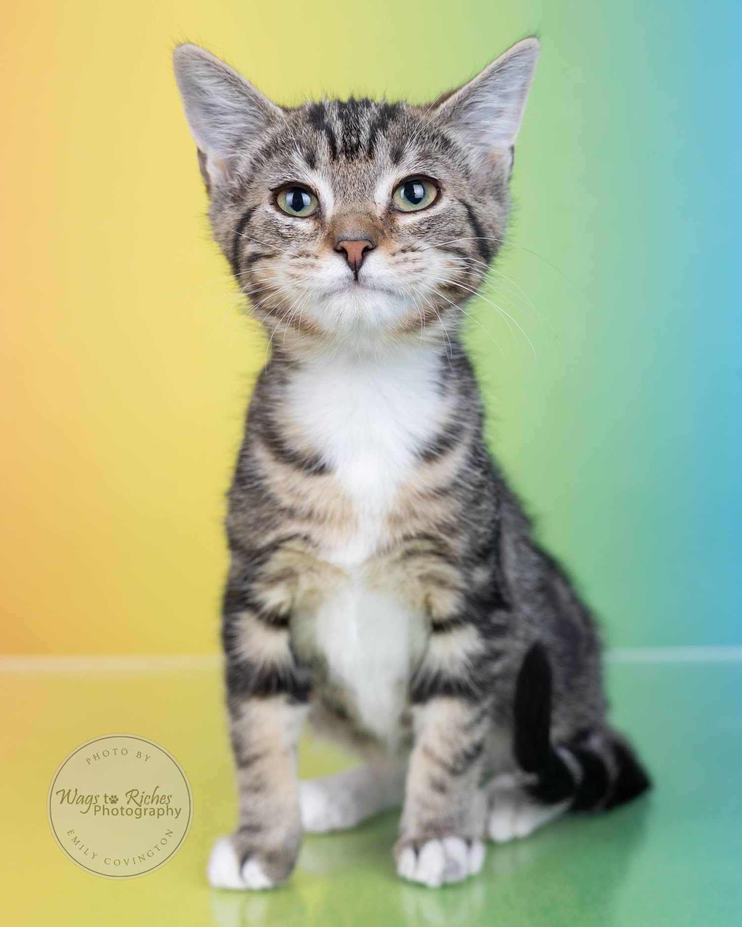 Indigo - Adopted photo 5