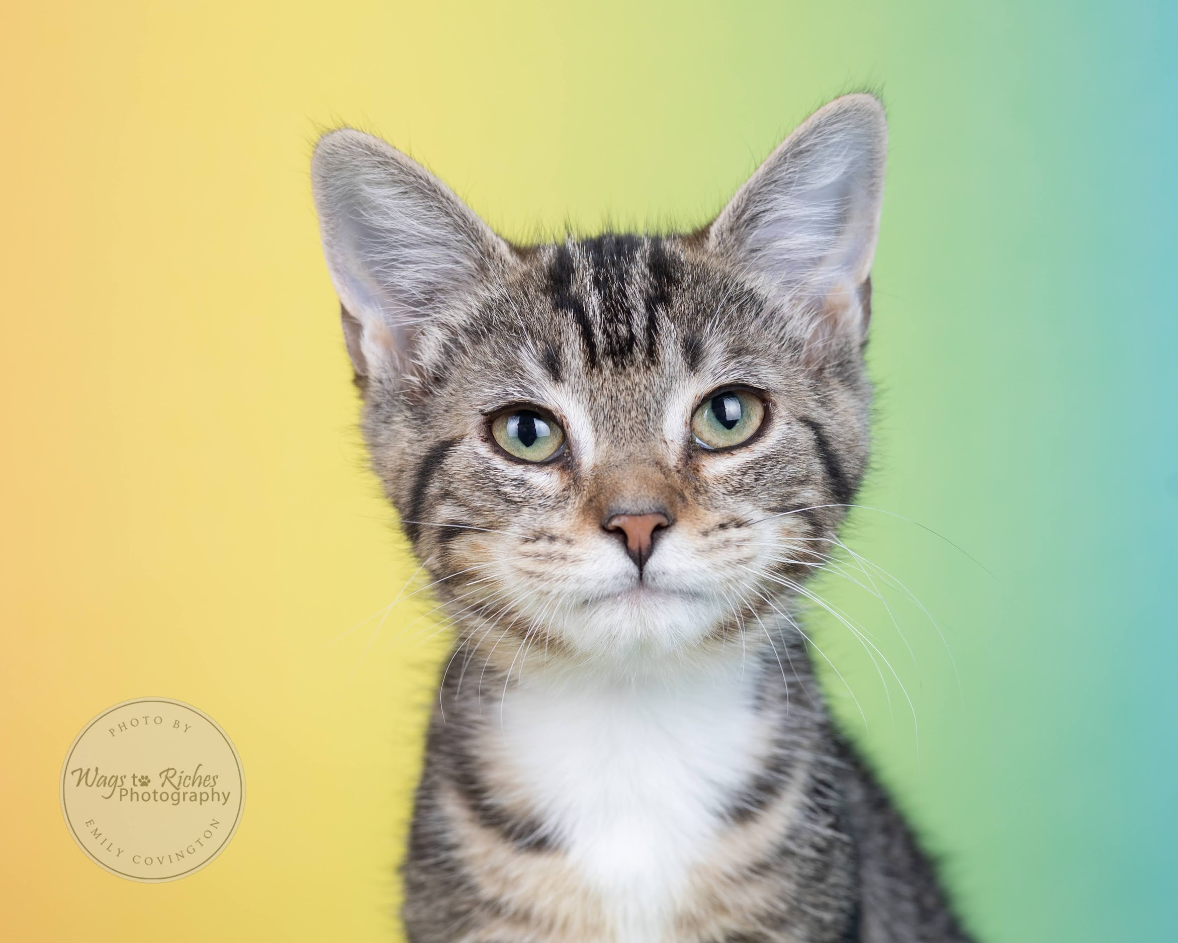Indigo - Adopted photo 6