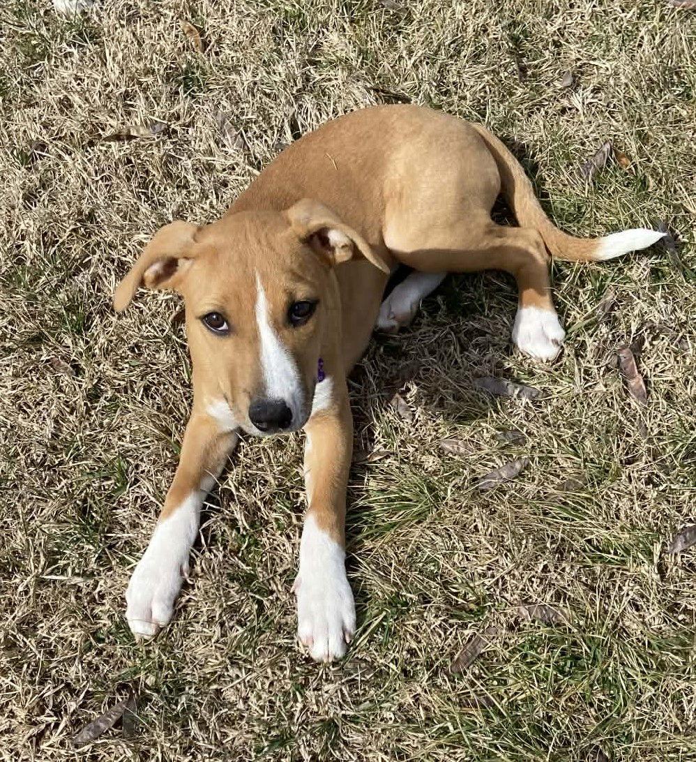 Enlarge Karis, a Adoptable mixed breed in St. Louis, MO image 1/3