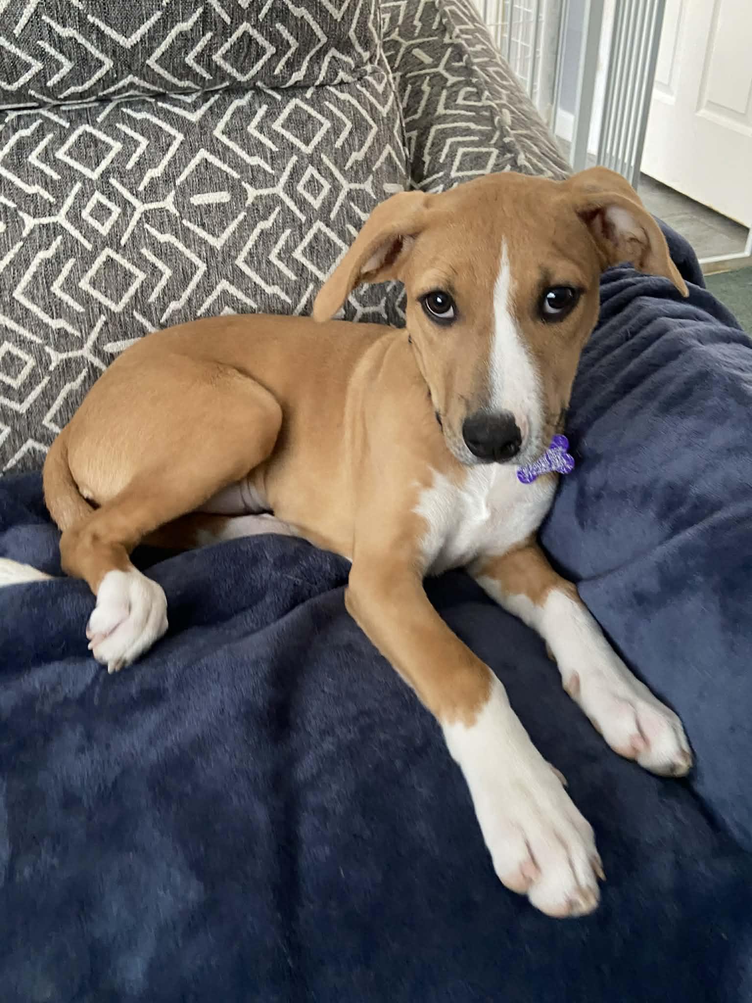 Enlarge Karis, a Adoptable mixed breed in St. Louis, MO image 3/3