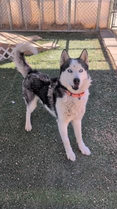Tyrion, Adoptable, Adult Male Siberian Husky & Mixed Breed.