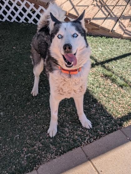 Enlarge Tyrion, a Adoptable mixed breed in Divide, CO image 2/3