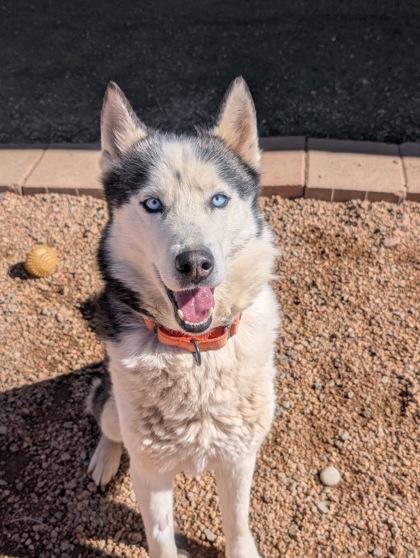 Enlarge Tyrion, a Adoptable mixed breed in Divide, CO image 3/3