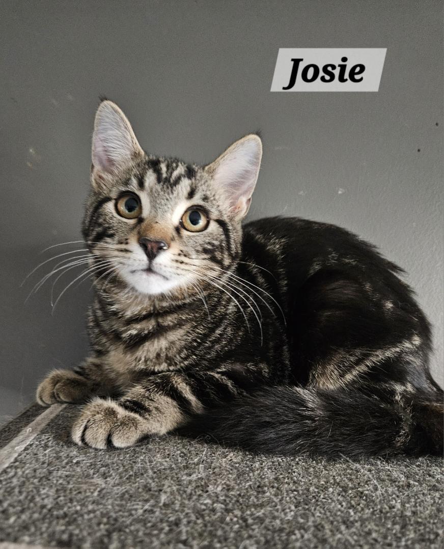 Josie, adopted, Young Female Domestic Short Hair.