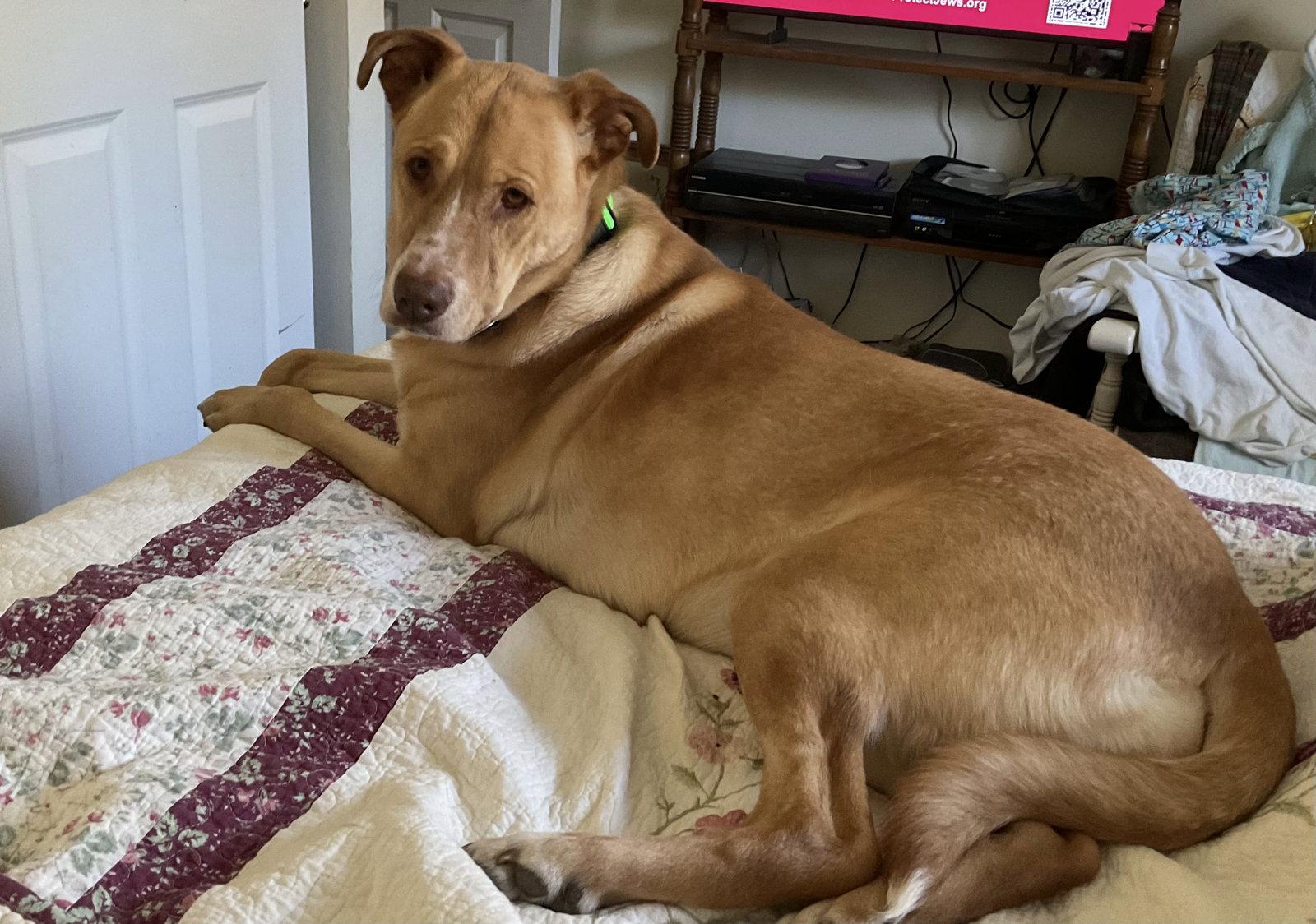 Goldie, a Adoptable mixed breed in St. Louis, MO image 1/2