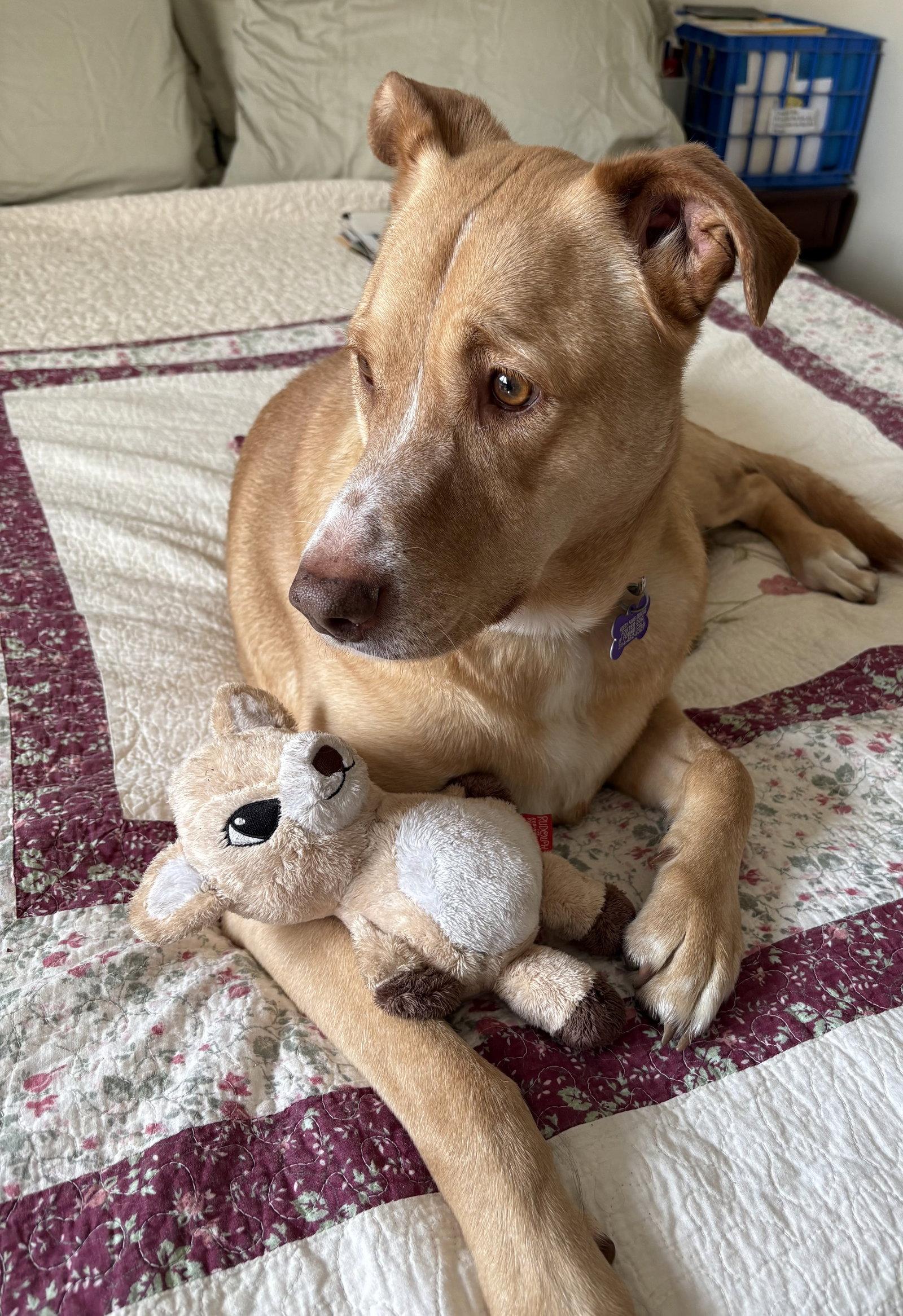 Goldie, a Adoptable mixed breed in St. Louis, MO image 2/2