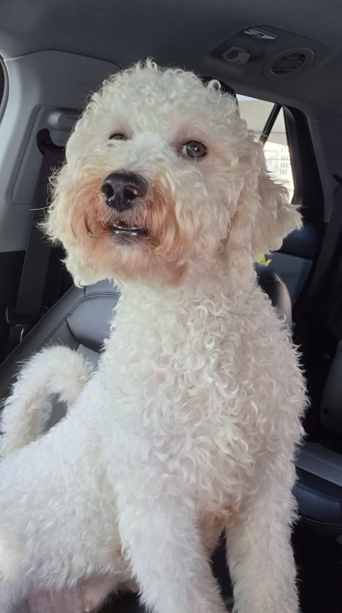 Enlarge Milki, a Adopted mixed breed in Orlando, FL image 1/5