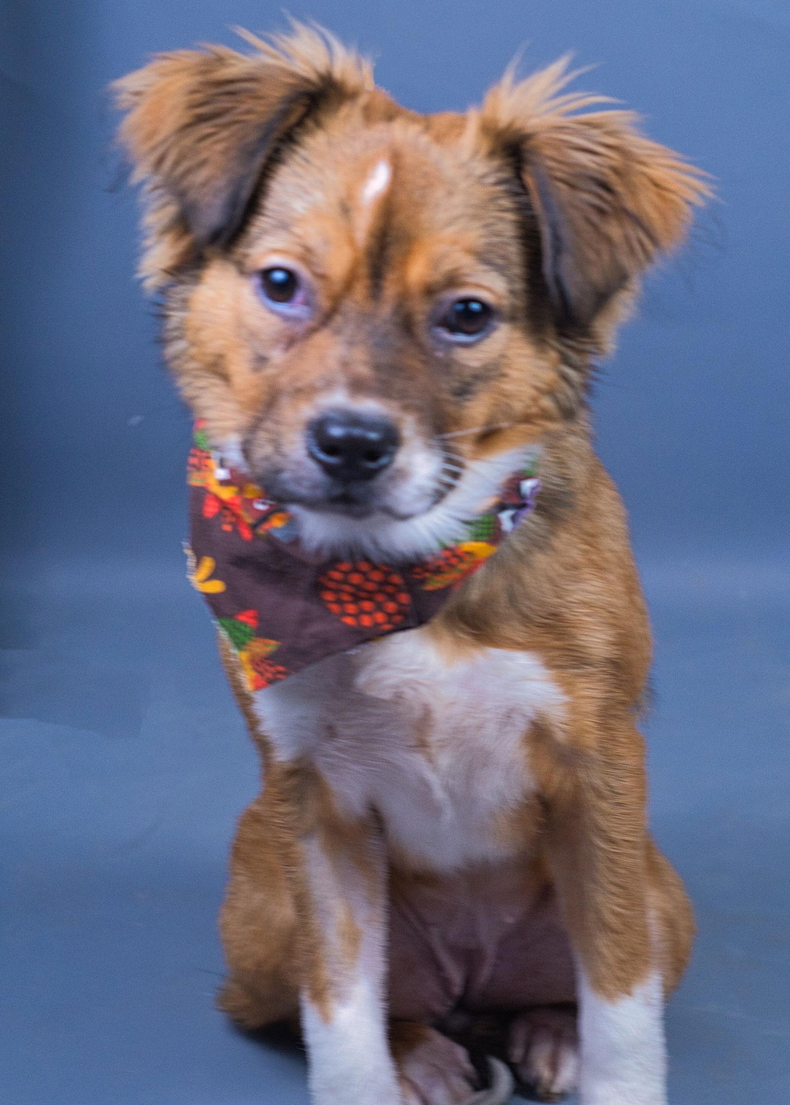 Hannah, Adoptable, Young Female Spaniel & Shepherd.