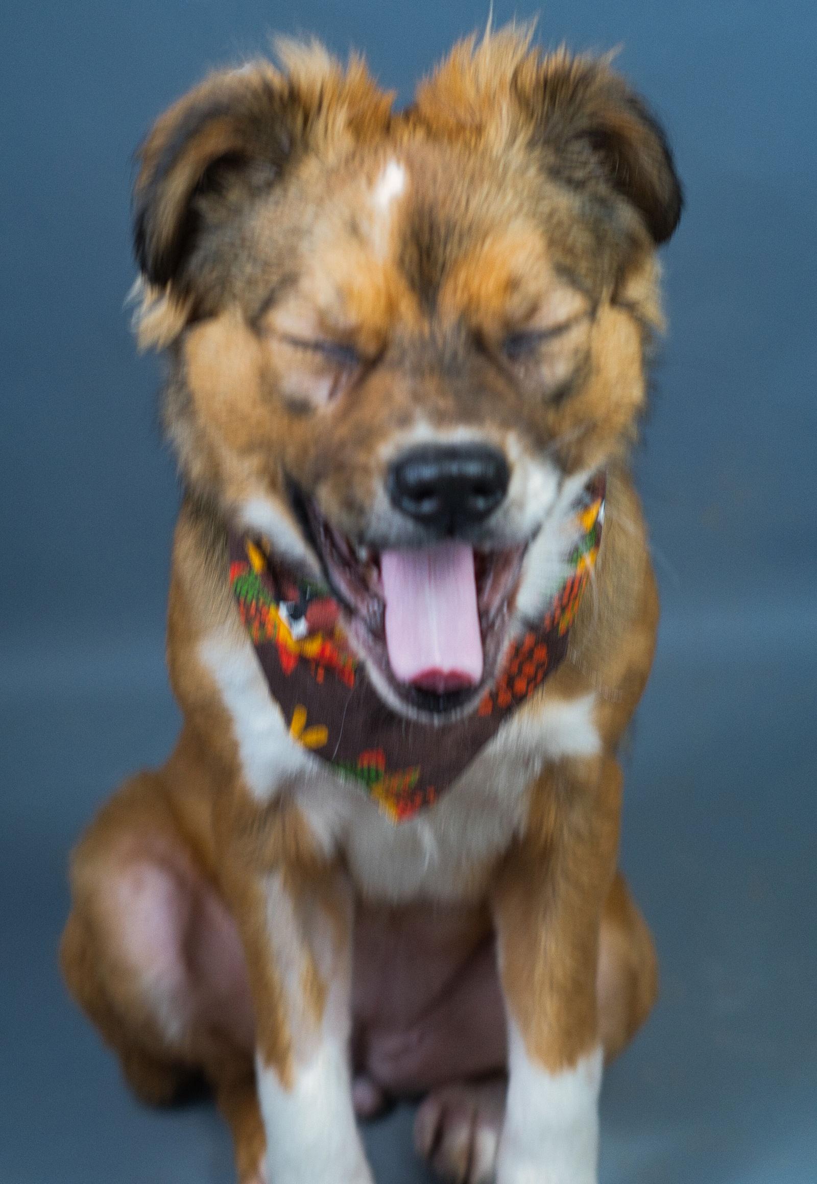 Enlarge Hannah, a Adoptable mixed breed in Holly Springs, MS image 2/2