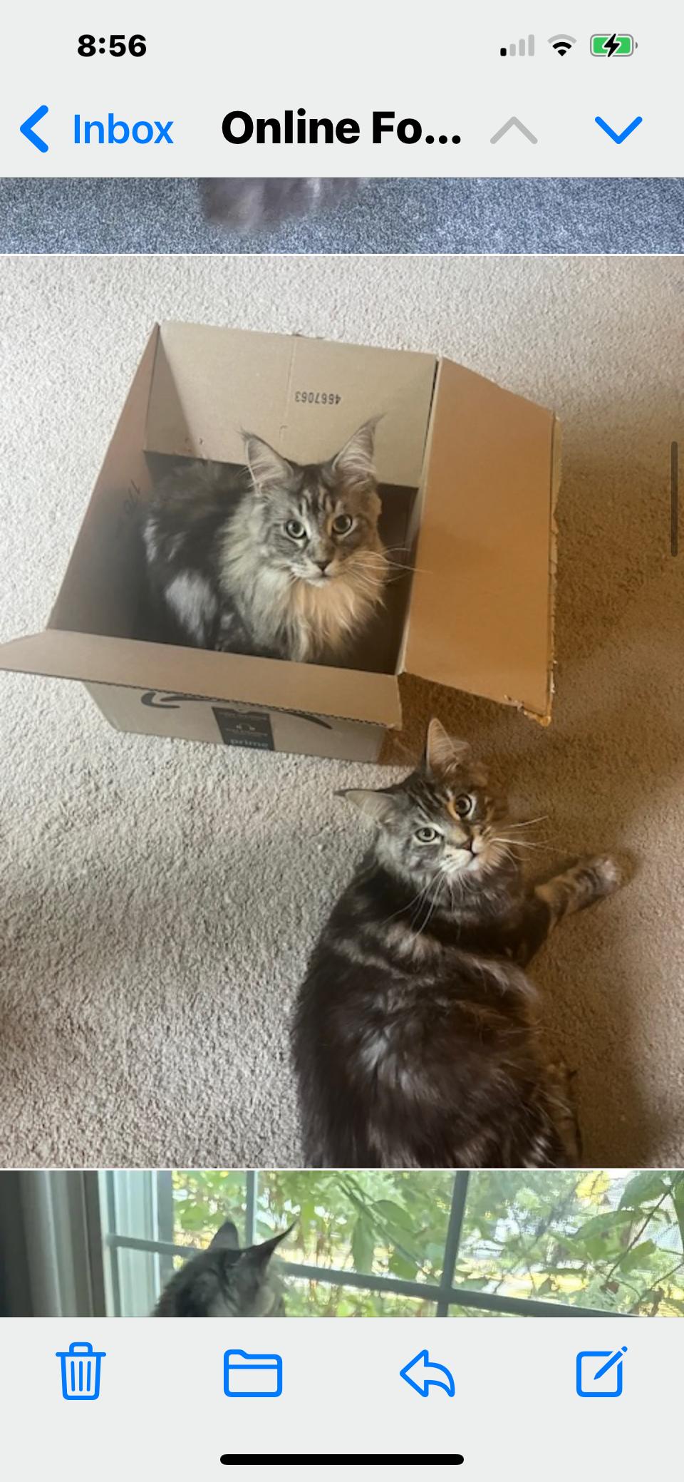 Finni, a Adopted Maine Coon in Absecon, NJ image 1/3