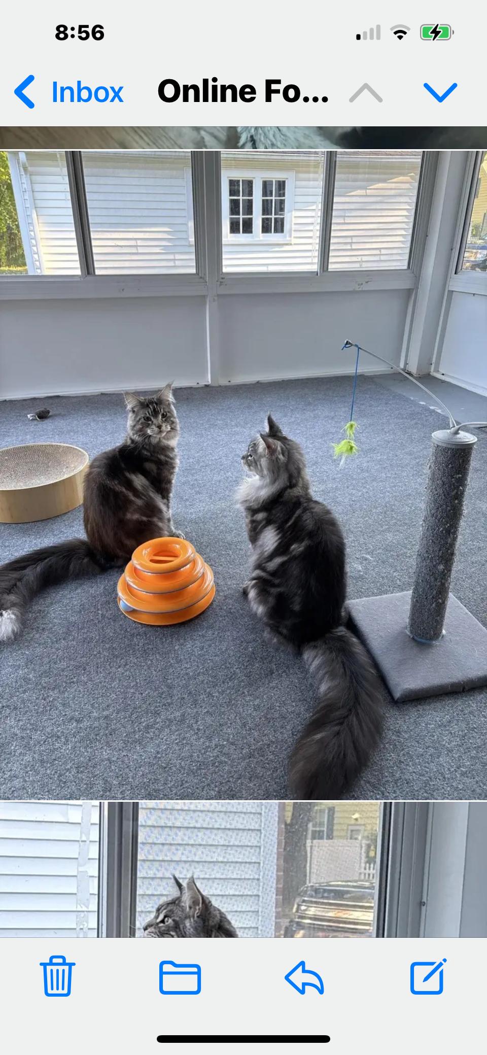 Finni, a Adopted Maine Coon in Absecon, NJ image 2/3