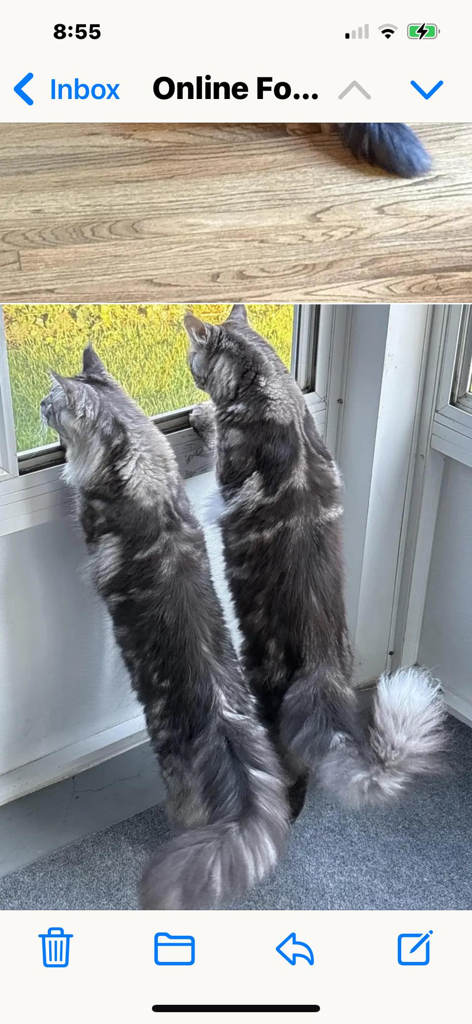 Finni, a Adopted Maine Coon in Absecon, NJ image 3/3