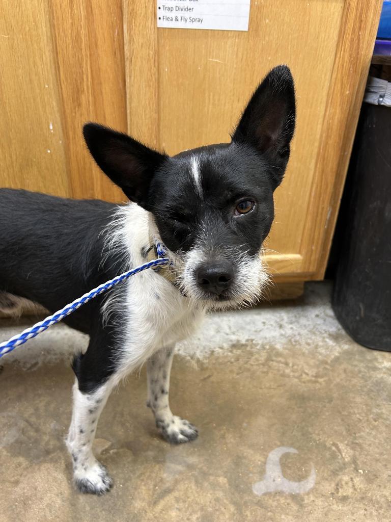 Clyde, Adoptable, Adult Male Terrier.