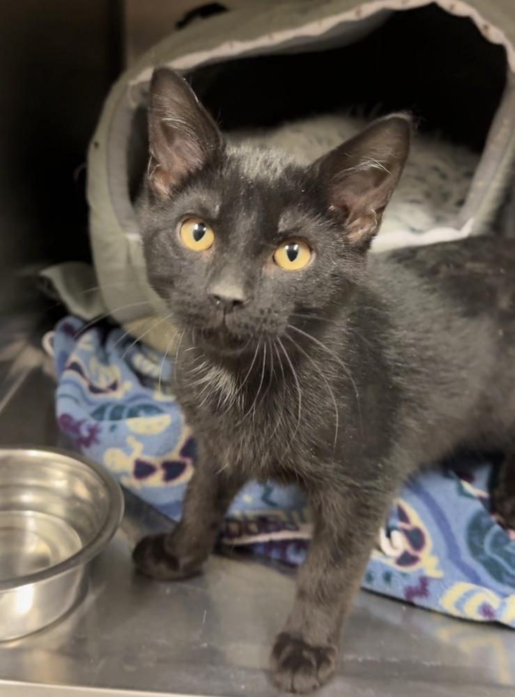 Enlarge Nod, a Adoptable mixed breed in Bemidji, MN image 2/2