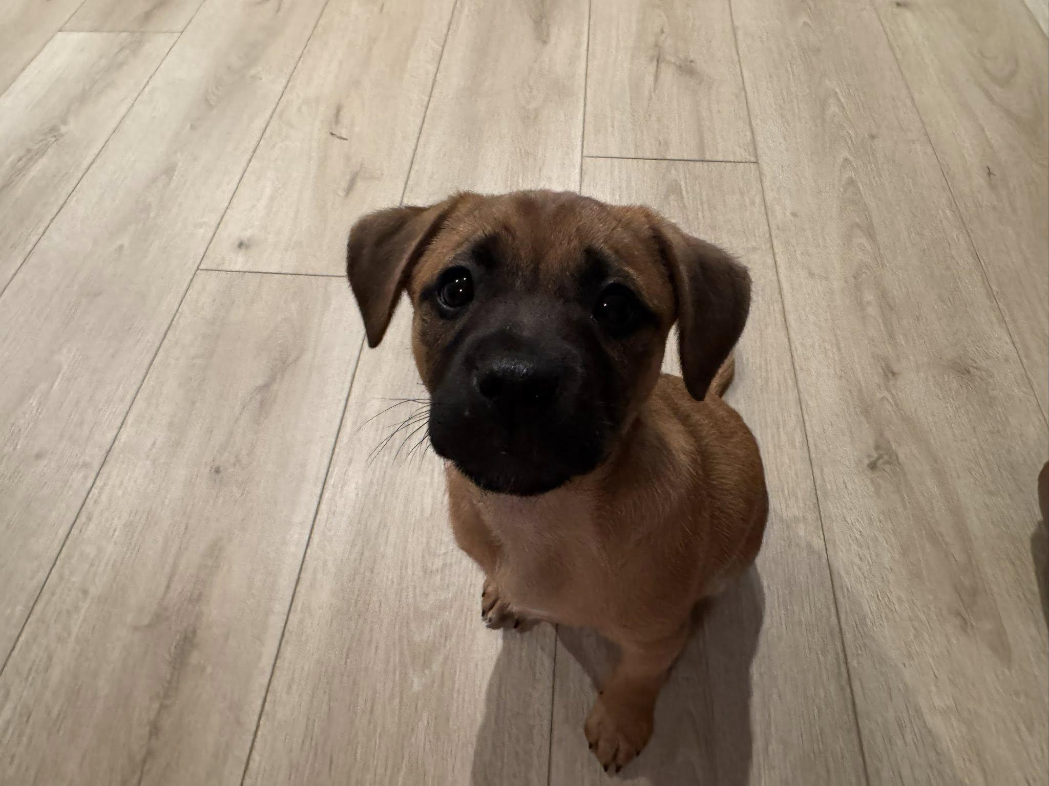 Enlarge Pebbles, an adopted mixed breed in Wilmington, NC image 2/2