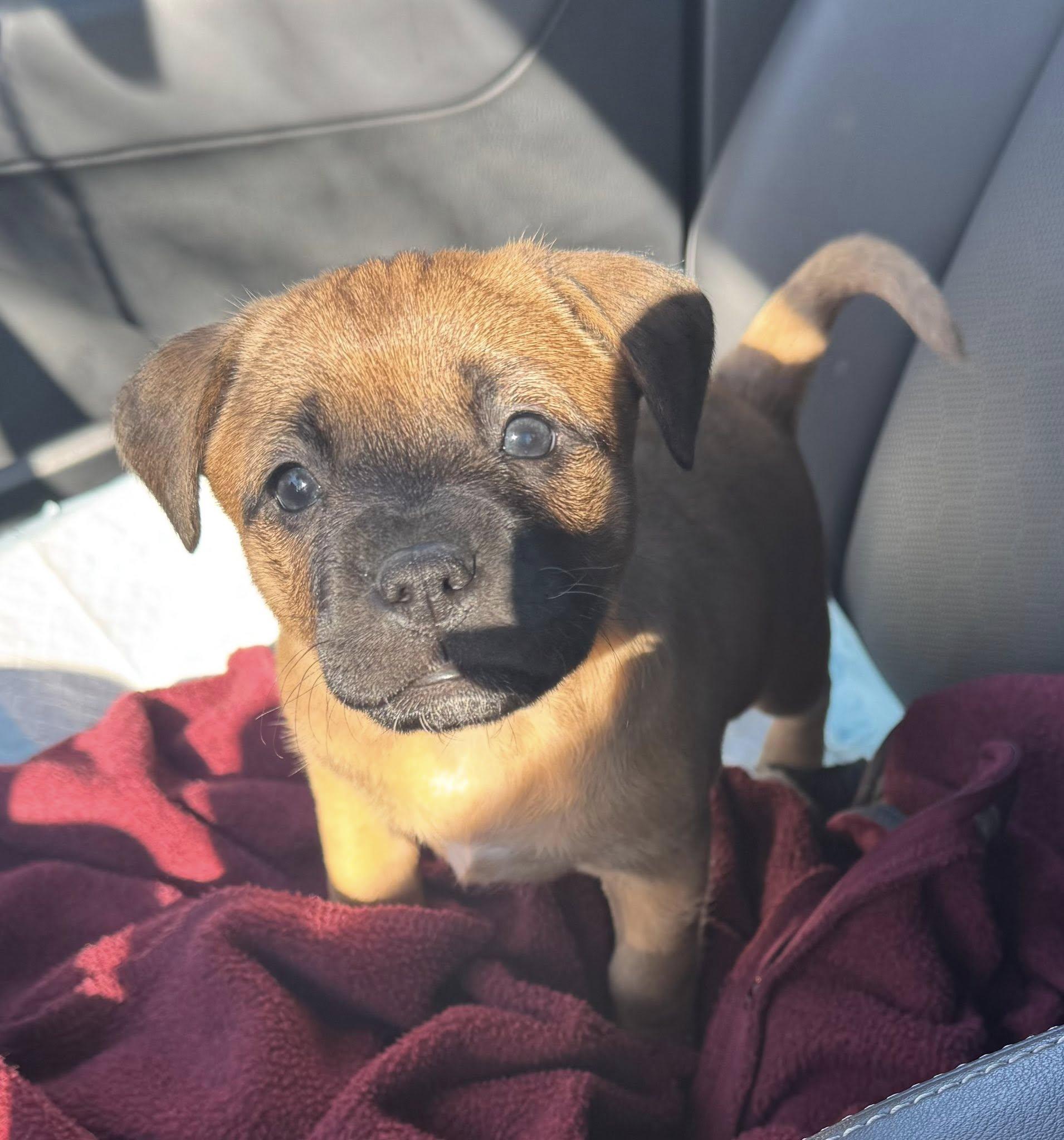 Enlarge Pebbles, an adopted mixed breed in Wilmington, NC image 1/2