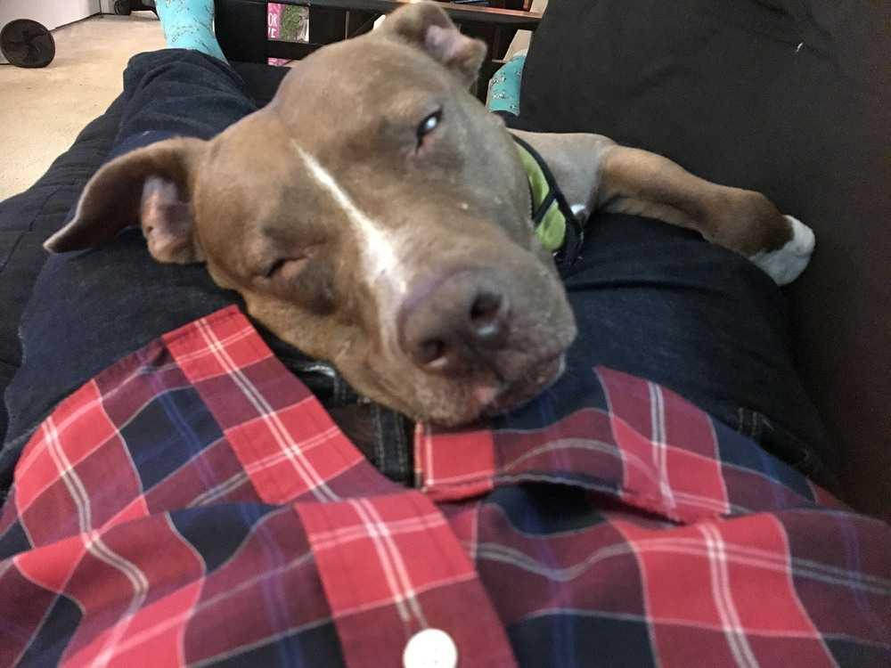 Niles, Adoptable, Adult Male American Staffordshire Terrier & Pit Bull Terrier.