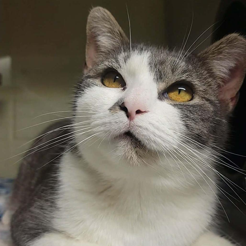 Enlarge Buffy, a Adoptable Domestic Medium Hair in Concord, NC image 2/4