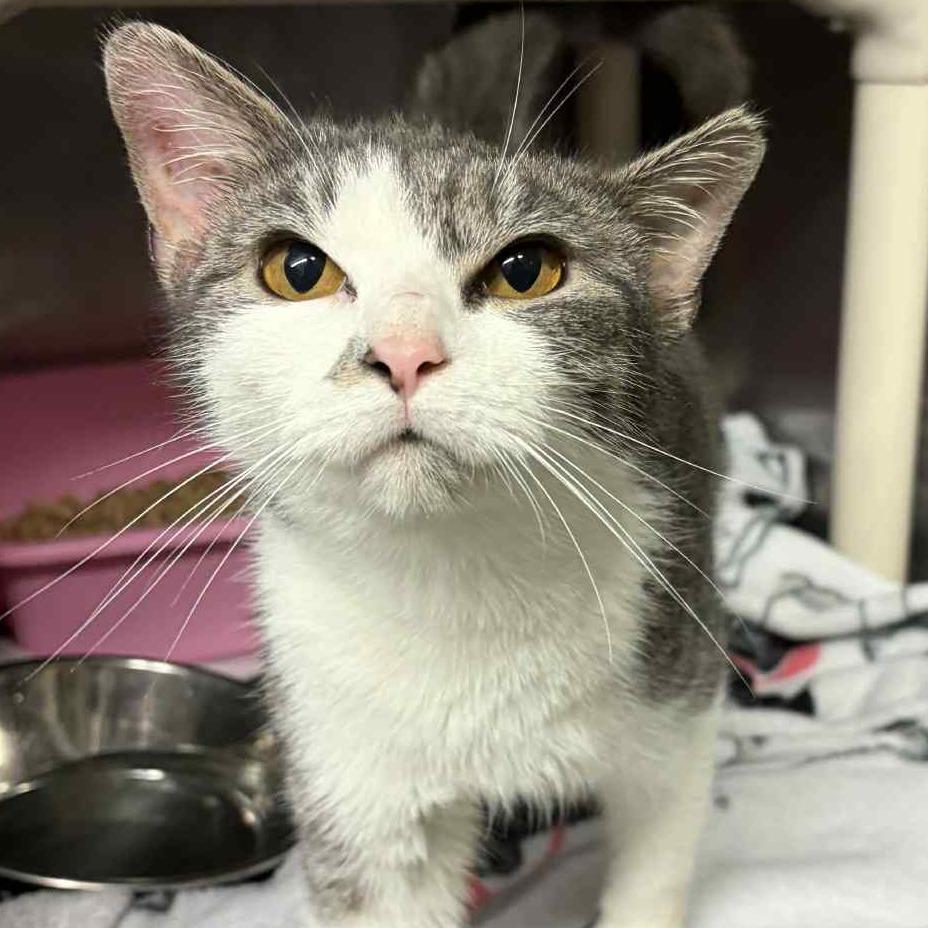 Enlarge Buffy, a Adoptable Domestic Medium Hair in Concord, NC image 3/4