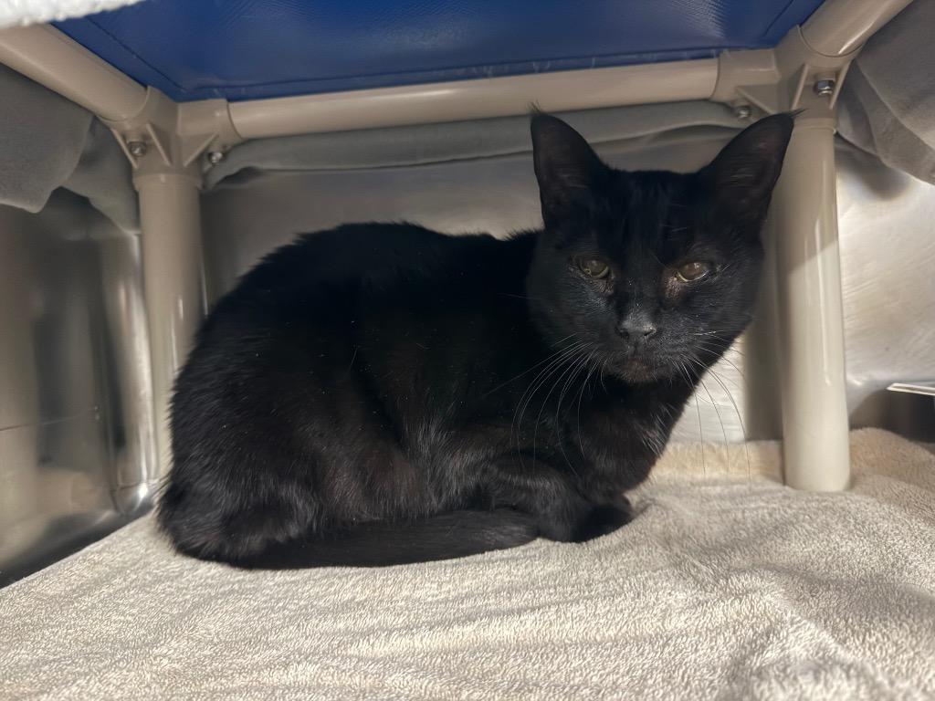 Tink, Adoptable, Senior Female Domestic Short Hair.