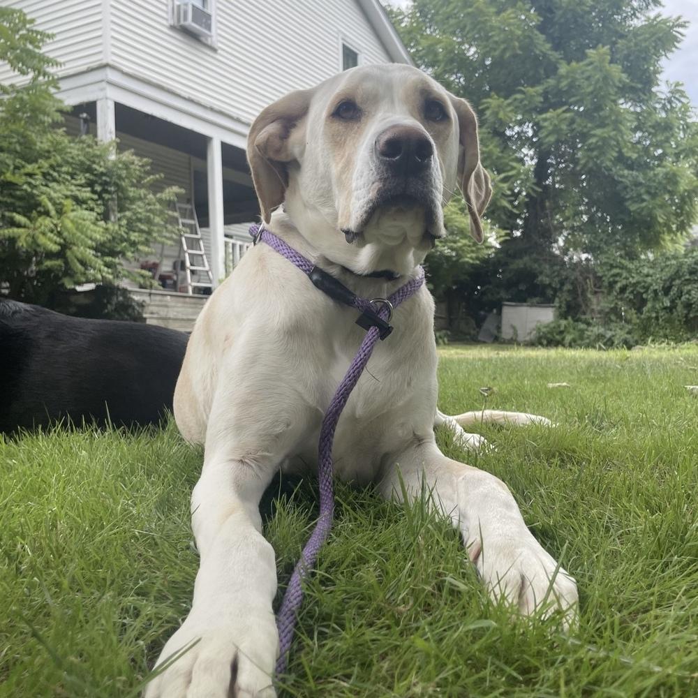 Penny, Adoptable, Adult Female Labrador Retriever.