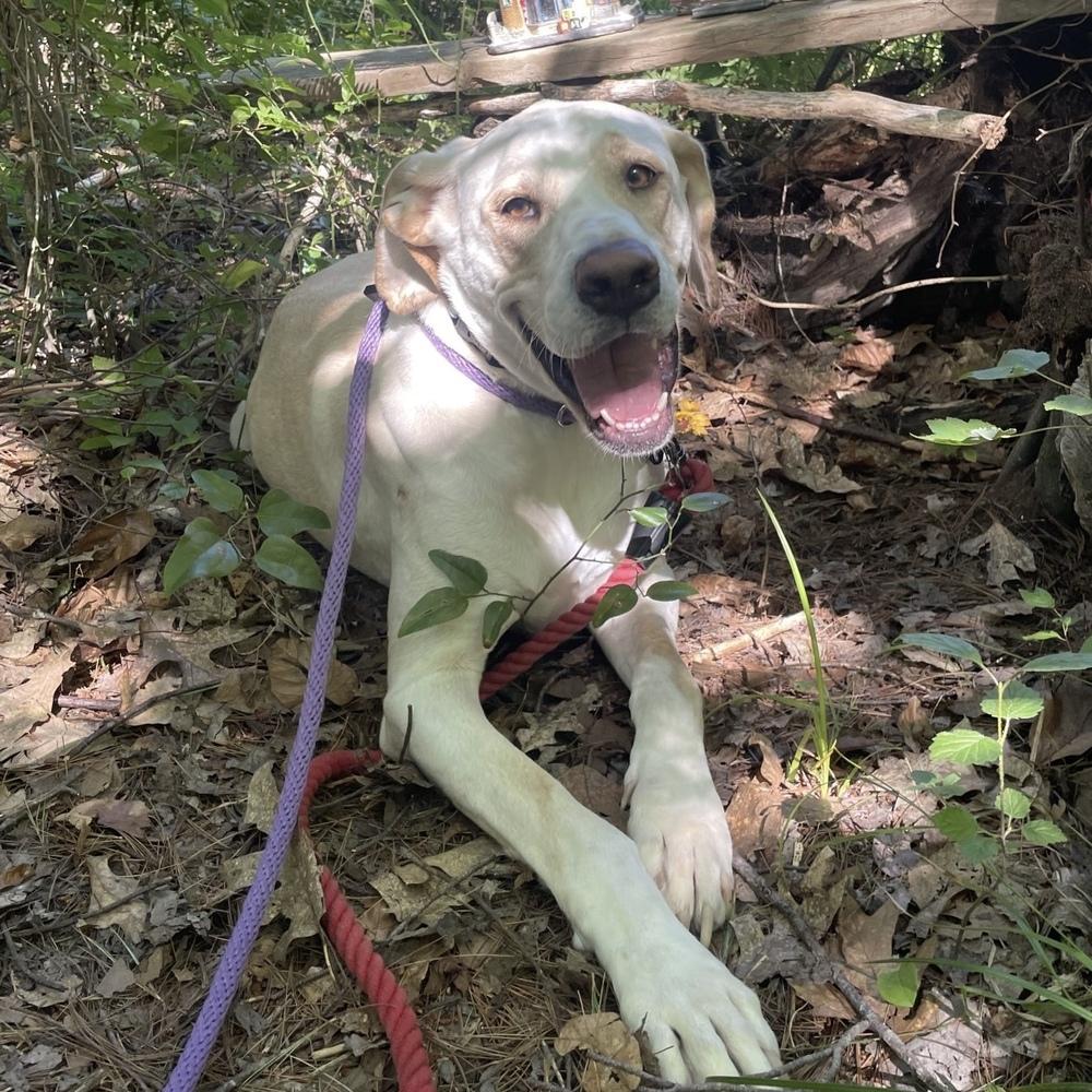 Enlarge Penny, a Adoptable mixed breed in Boston, MA image 2/6