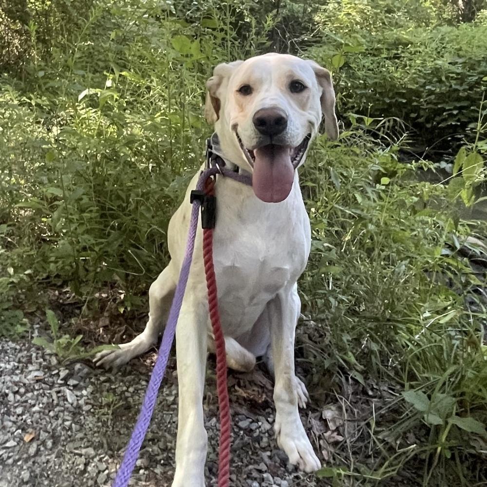 Enlarge Penny, a Adoptable mixed breed in Boston, MA image 3/6