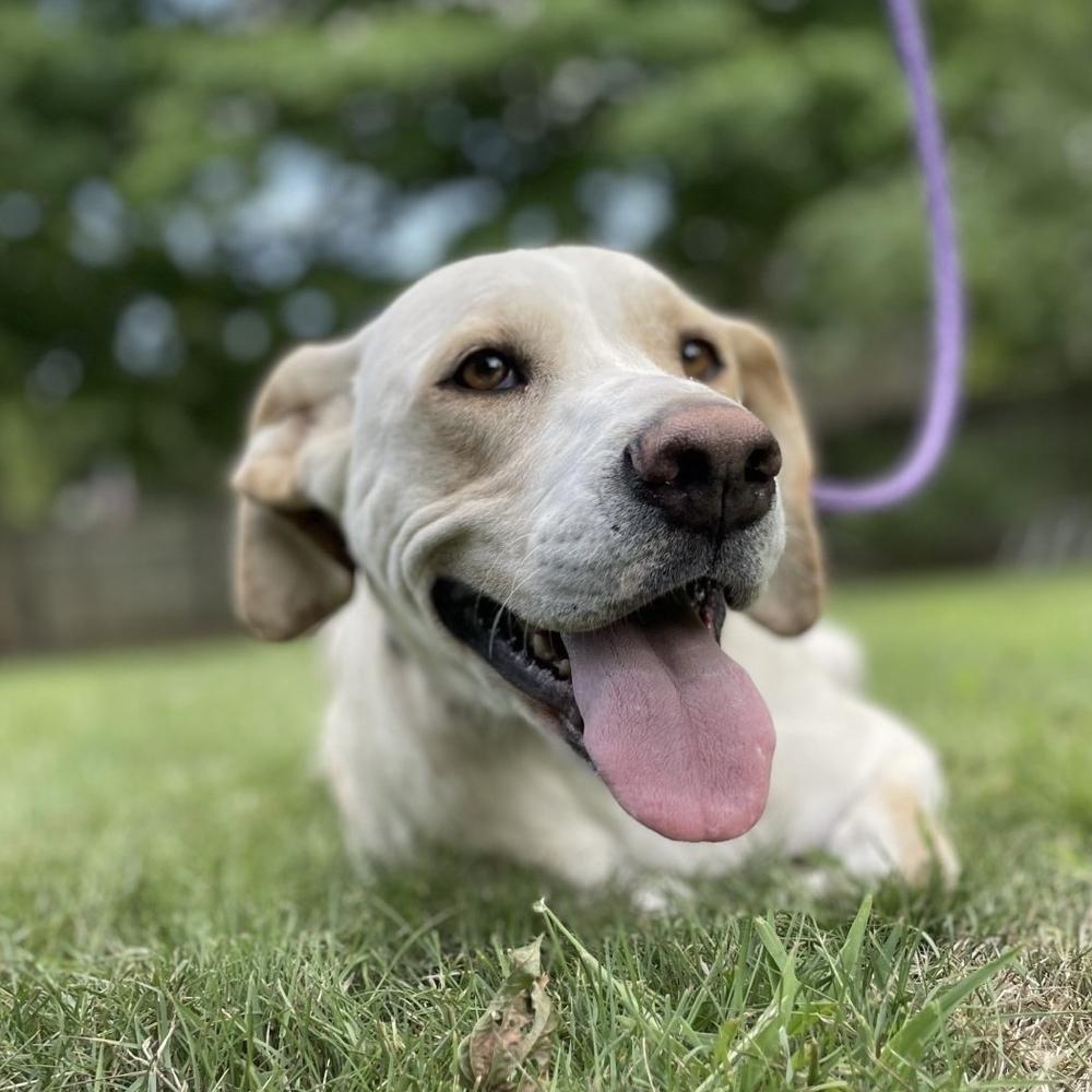 Enlarge Penny, a Adoptable mixed breed in Boston, MA image 4/6