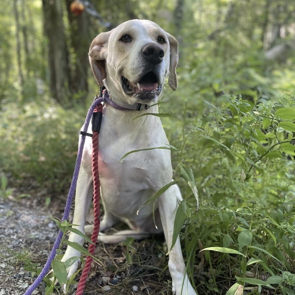 Enlarge Penny, a Adoptable mixed breed in Boston, MA image 5/6
