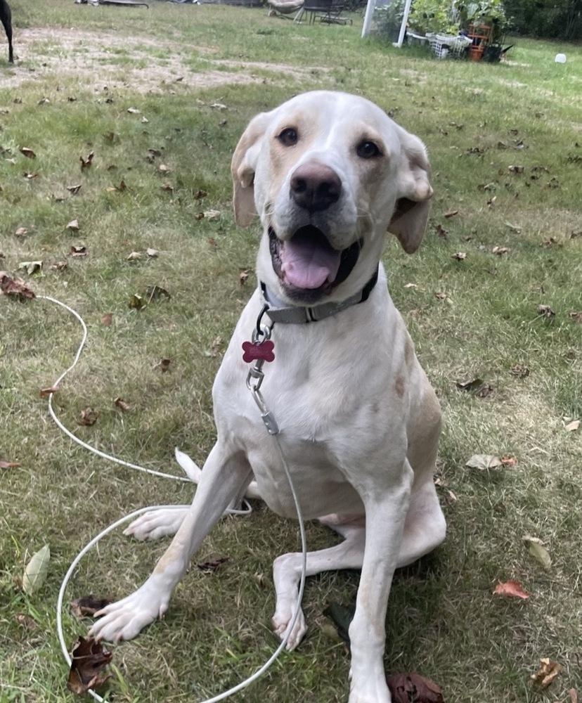 Enlarge Penny, a Adoptable mixed breed in Boston, MA image 6/6