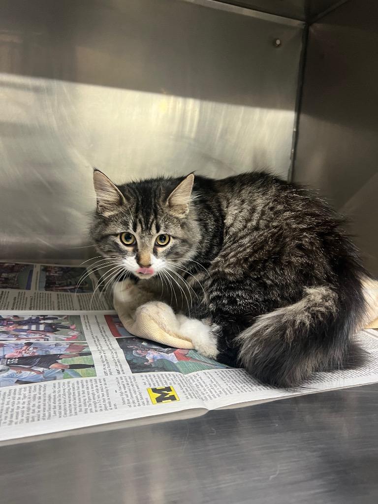 Patty Cake, Adoptable, Kitten Female Domestic Short Hair.