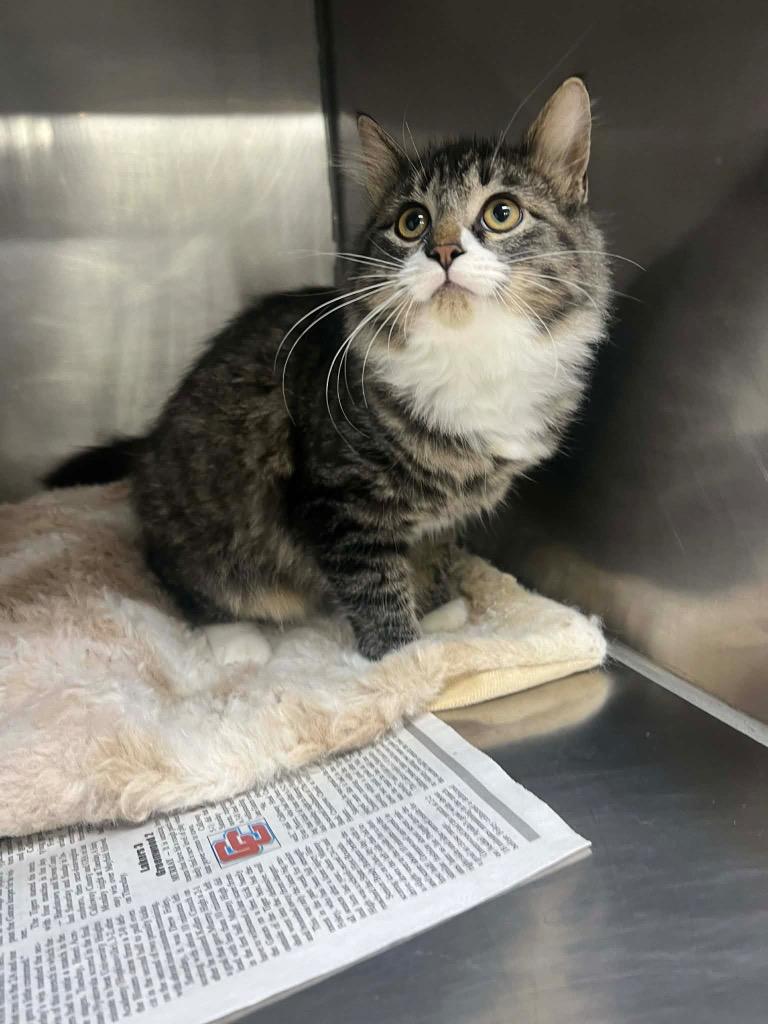 Enlarge Patty Cake, a Adoptable mixed breed in Murray, KY image 2/3