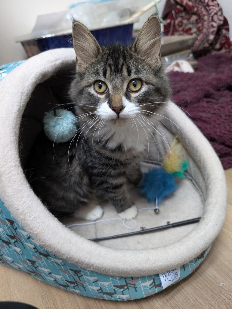 Enlarge Patty Cake, a Adoptable mixed breed in Murray, KY image 3/3