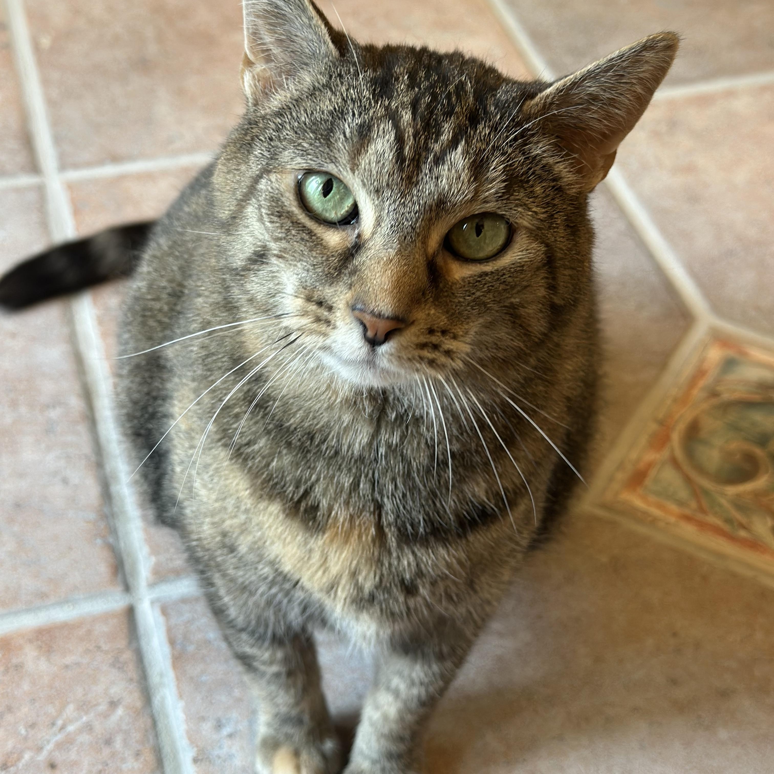 Enlarge Oakley, a Adoptable Domestic Short Hair in Cincinnati , OH image 4/6