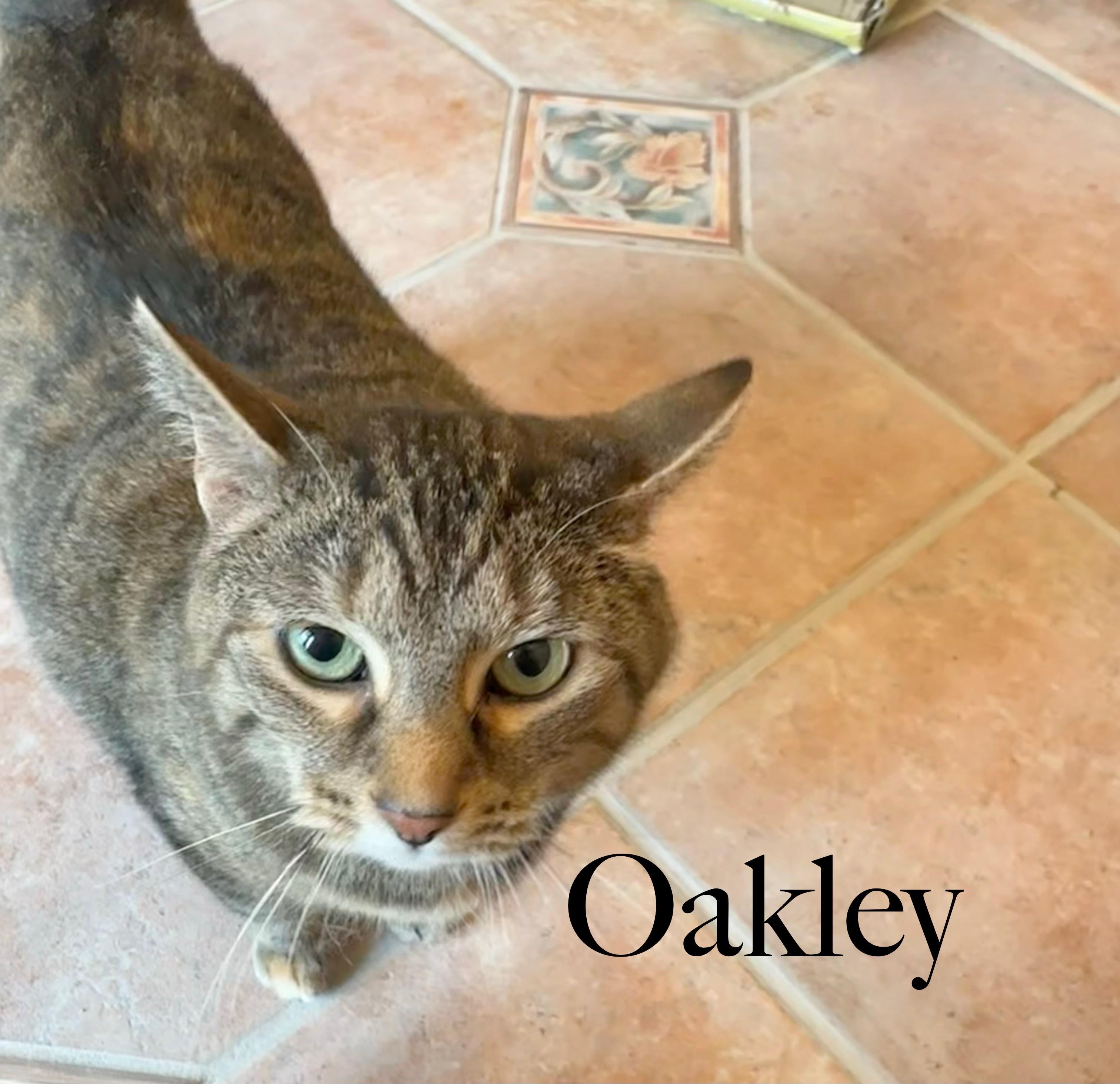 Enlarge Oakley, a Adoptable Domestic Short Hair in Cincinnati , OH image 3/6