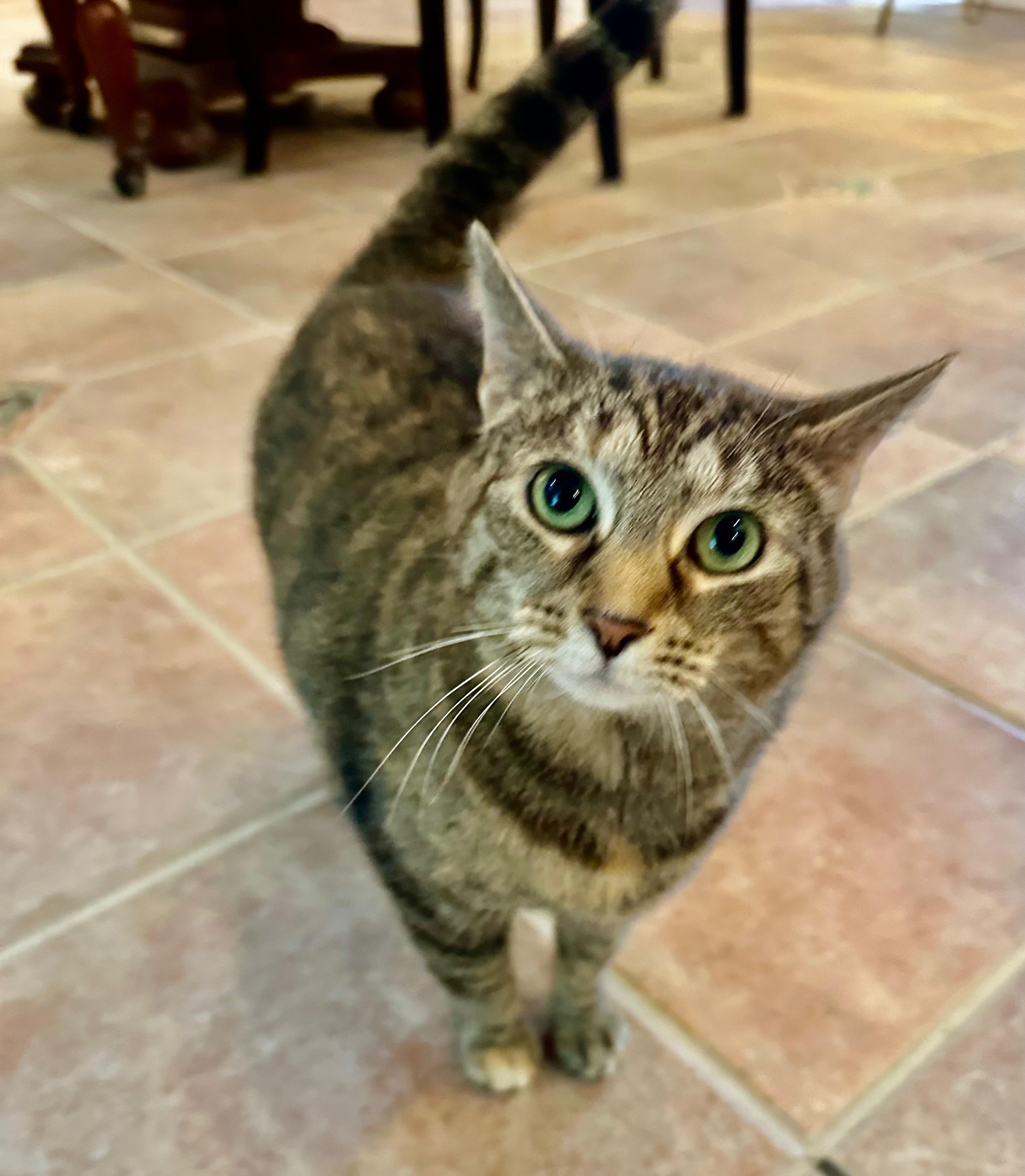 Oakley, Adoptable, Adult Female Domestic Short Hair.