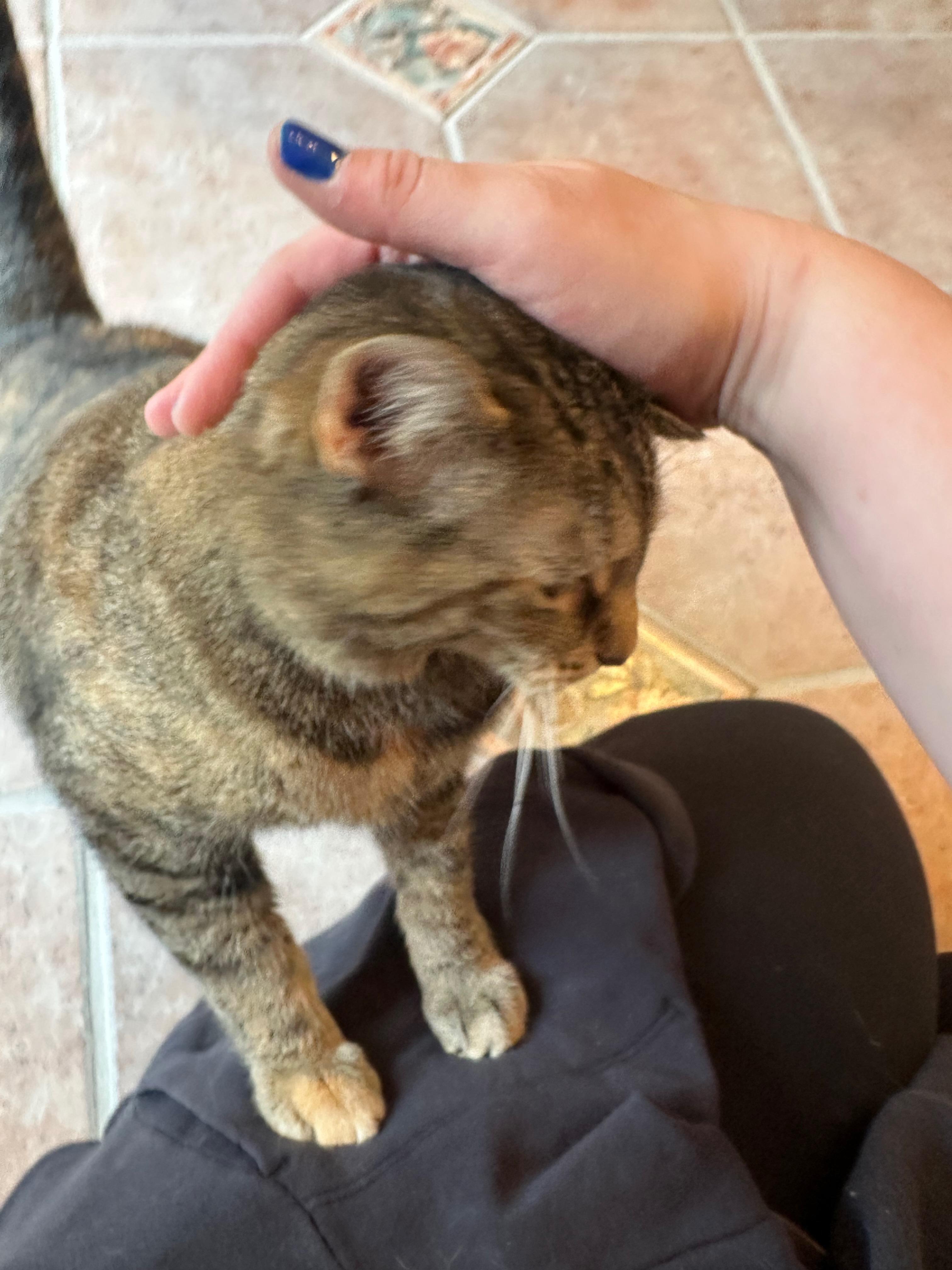 Enlarge Oakley, a Adoptable Domestic Short Hair in Cincinnati , OH image 5/6