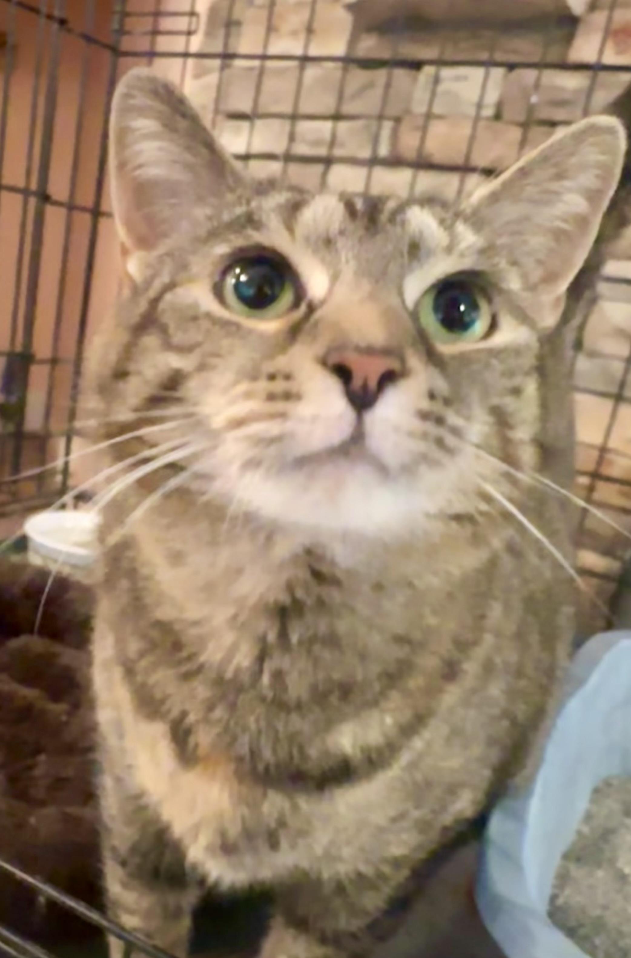 Enlarge Oakley, a Adoptable Domestic Short Hair in Cincinnati , OH image 2/6