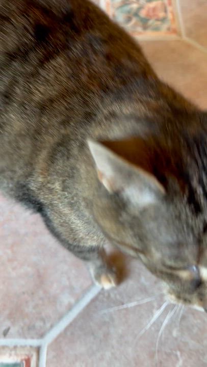 Enlarge Oakley, a Adoptable Domestic Short Hair in Cincinnati , OH video 6/6