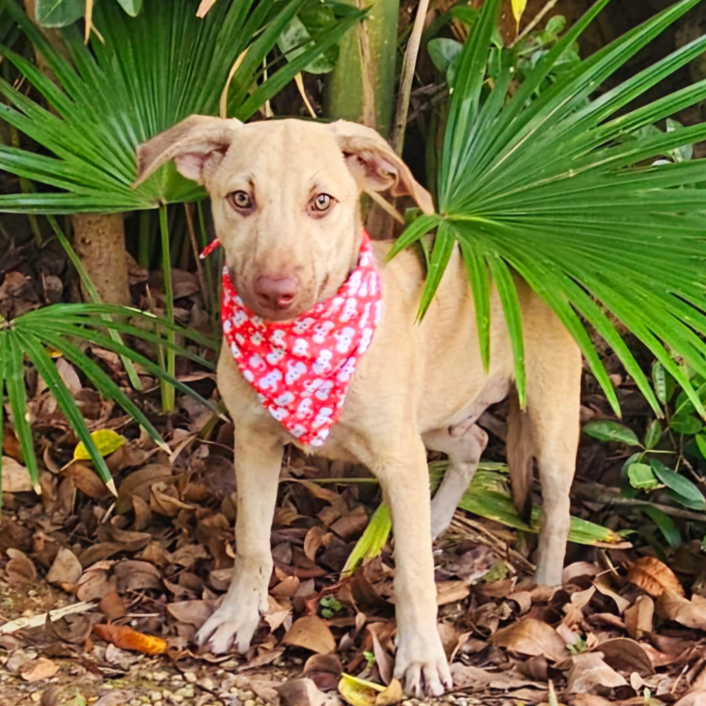 Romeo "your Only Love."