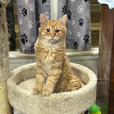 Chance, adopted, Young Male Domestic Long Hair.