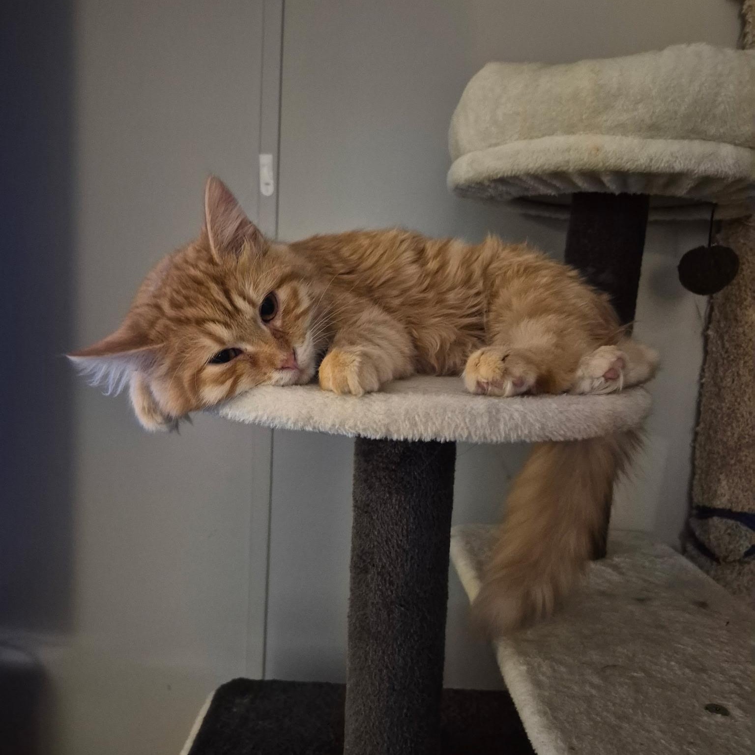 Enlarge Chance, an adopted Domestic Long Hair in Devils Lake, ND image 4/5