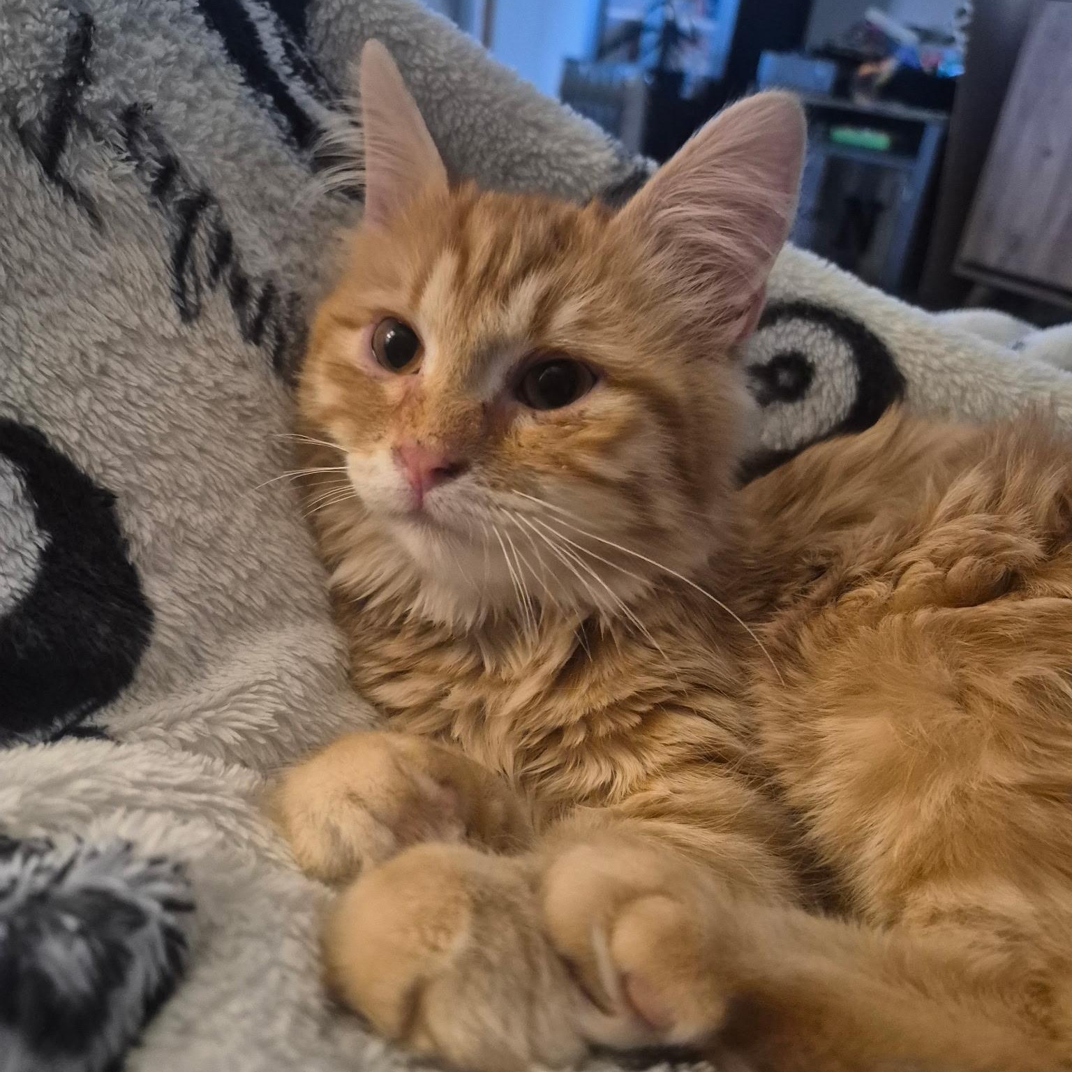 Enlarge Chance, an adopted Domestic Long Hair in Devils Lake, ND image 2/5