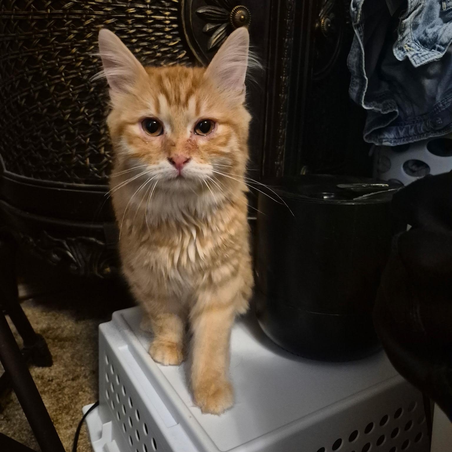 Enlarge Chance, an adopted Domestic Long Hair in Devils Lake, ND image 3/5