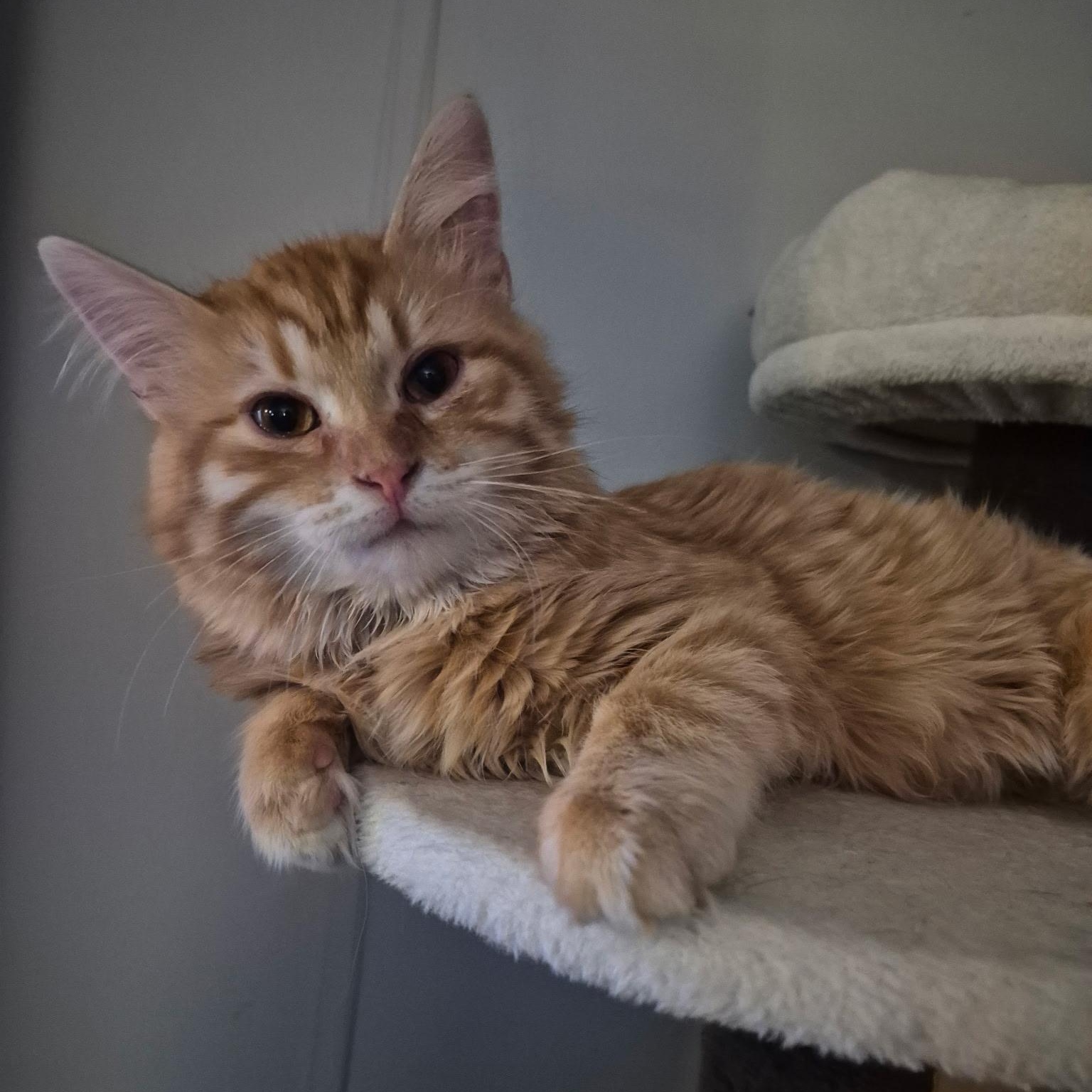 Enlarge Chance, an adopted Domestic Long Hair in Devils Lake, ND image 5/5
