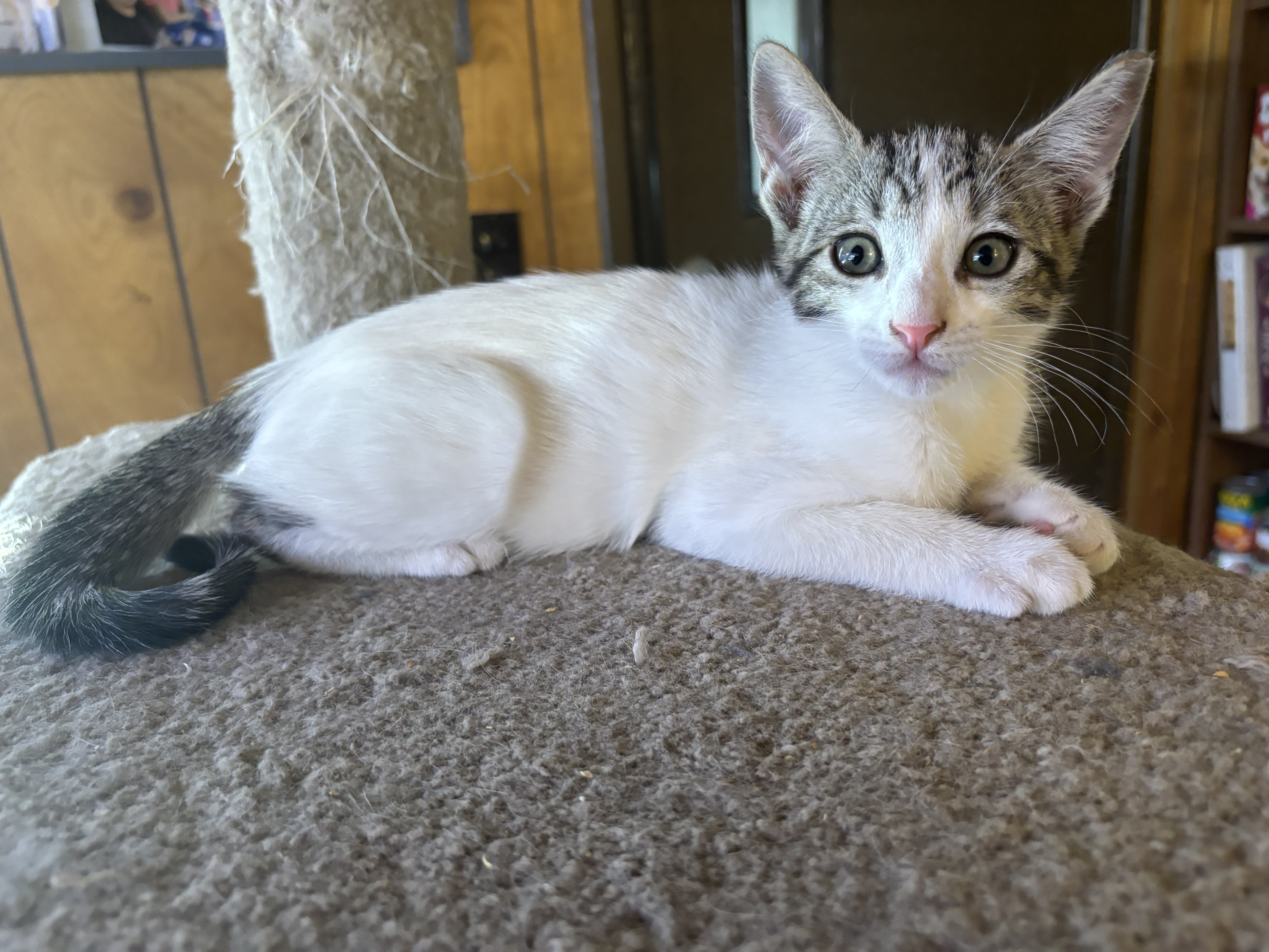 Goodwin, a Adopted Domestic Short Hair in Phoenix, AZ image 1/3