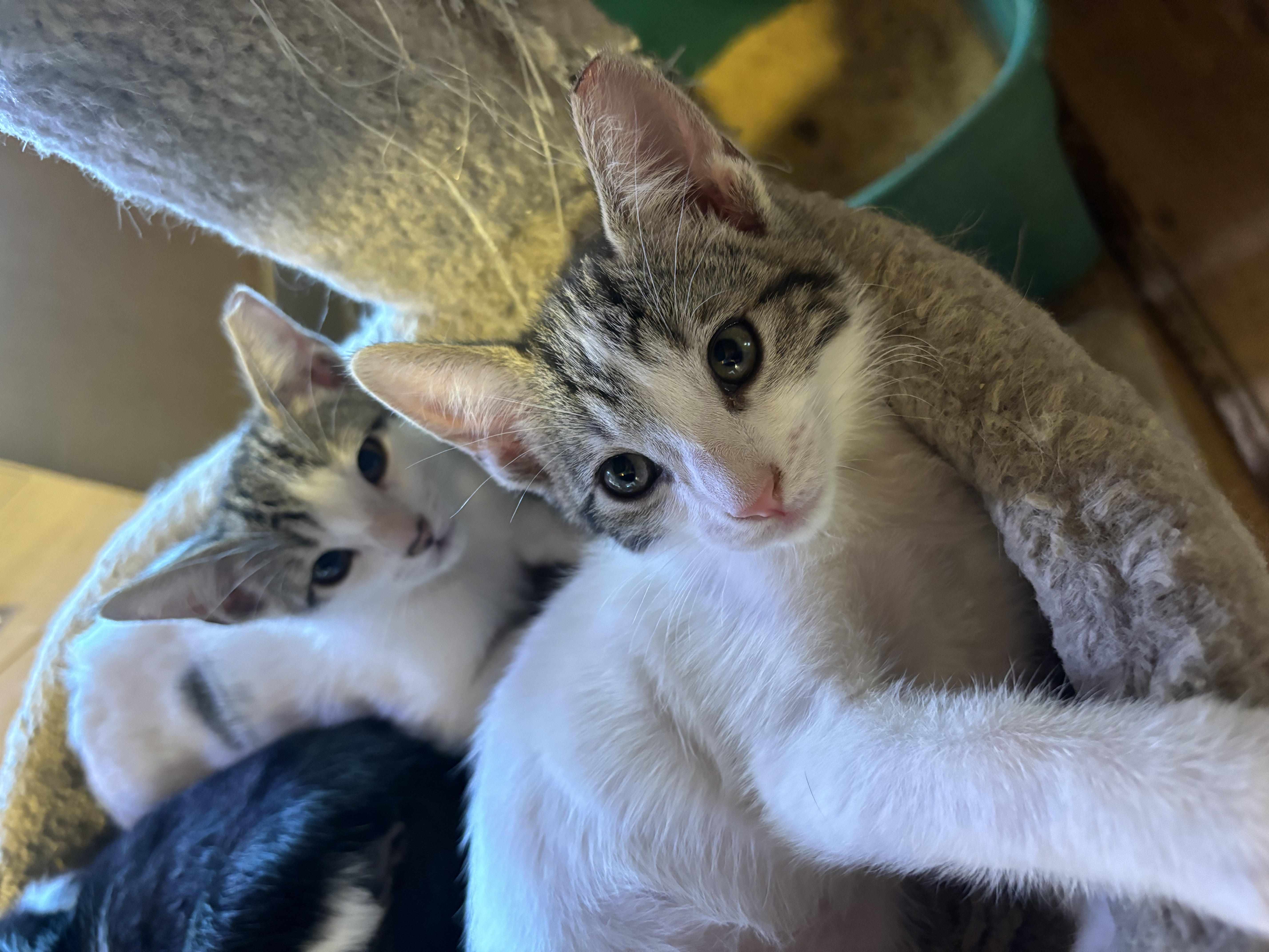 Goodwin, a Adopted Domestic Short Hair in Phoenix, AZ image 2/3