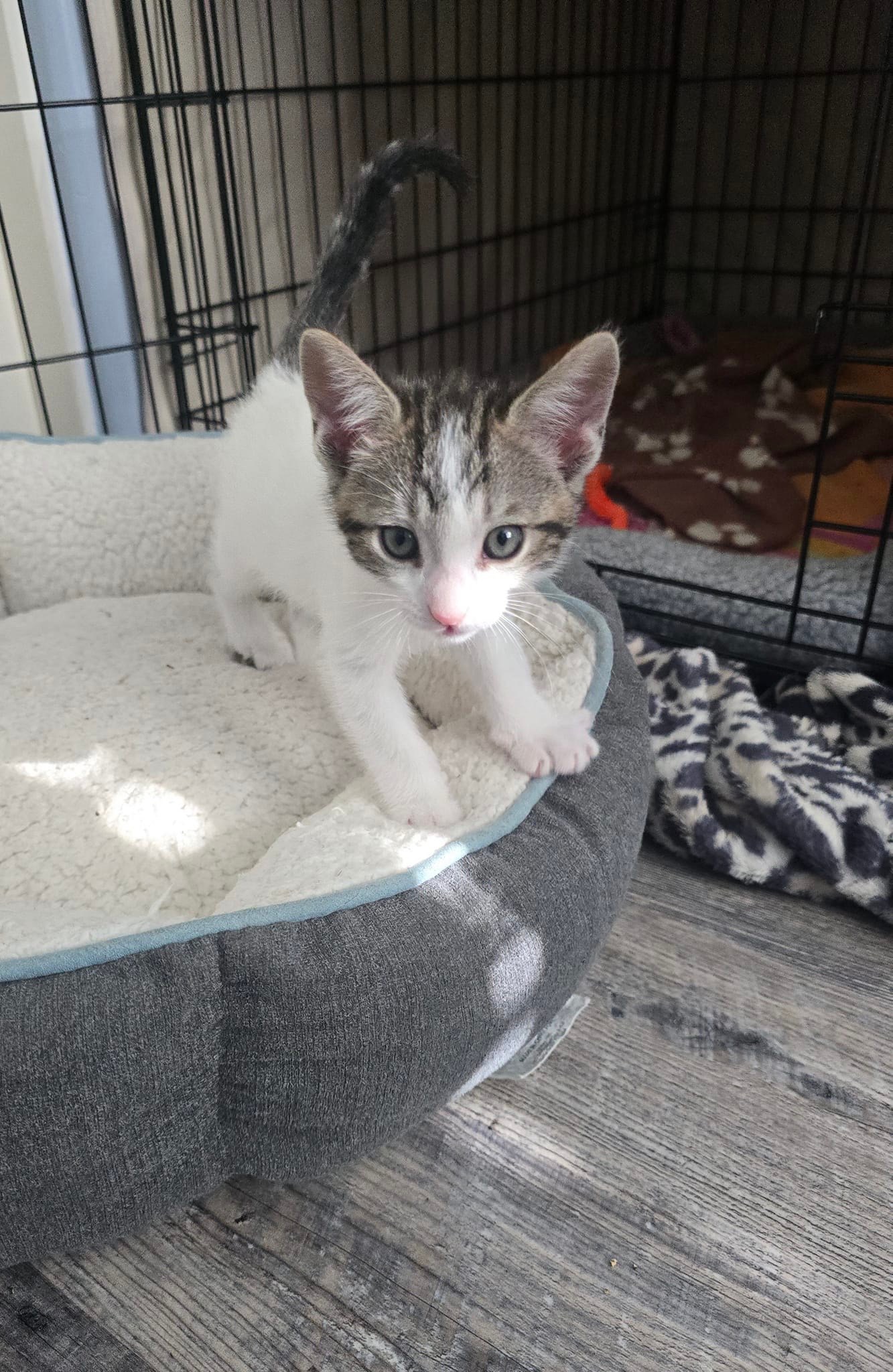 Goodwin, a Adopted Domestic Short Hair in Phoenix, AZ image 3/3