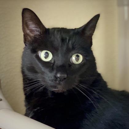 Enlarge Sadie, a Adoptable mixed breed in Burlington, WA image 1/3