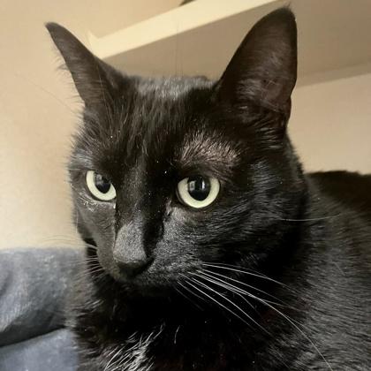 Enlarge Sadie, a Adoptable mixed breed in Burlington, WA image 2/3